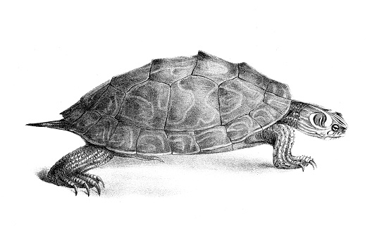 Pseudo-geographic tortoise Original Lithography from 