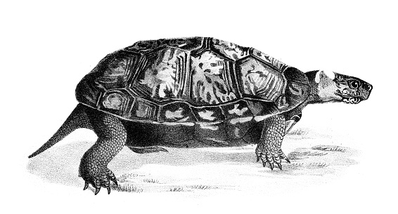 Geographic Tortoise - Original Lithography from 