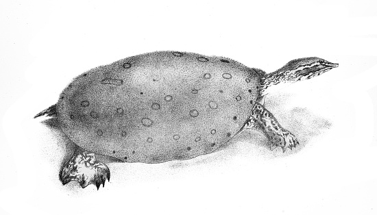 The Soft-shelled Turtle - Original Lithography from 
