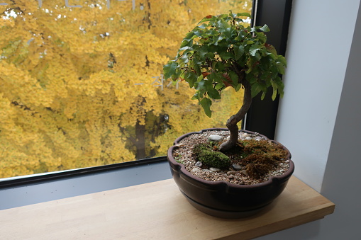 a window bonsai flower pot that feels like autumn