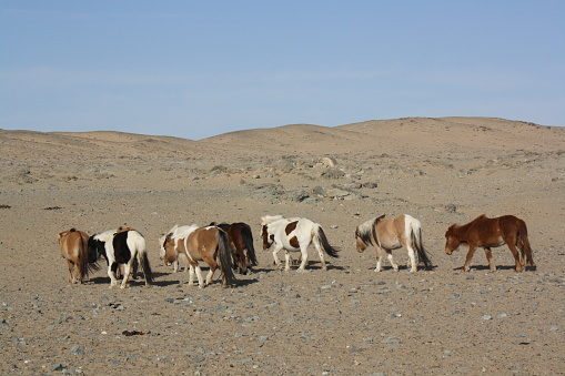 Herd of Takhi horses (Mongol horses) freely roam in the barren and lonely Gobi desert, Bogd Chuun valley, Umnugovi province, Mongolia. The Takhi horses are also called Pzrewalski horses. These creatures are strong and intelligent enough to survive in the midst of harsh and barren desert throughout the year.
