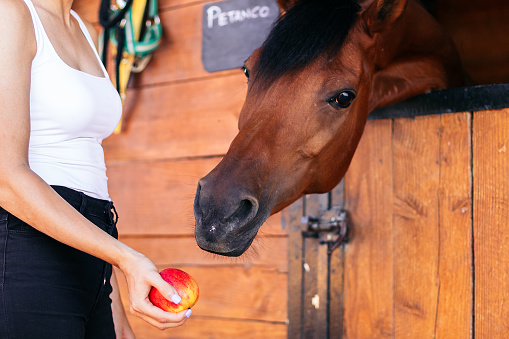 Young woman taking care of her horse and feeding him with an apple in the stable. The horse appears calm and relaxed, while the caregiver provides it with attention and care.