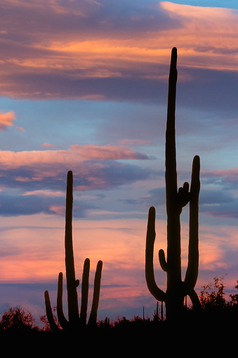 Saguaro Cactus at sunset in Saguaro National Park, Arizona USA