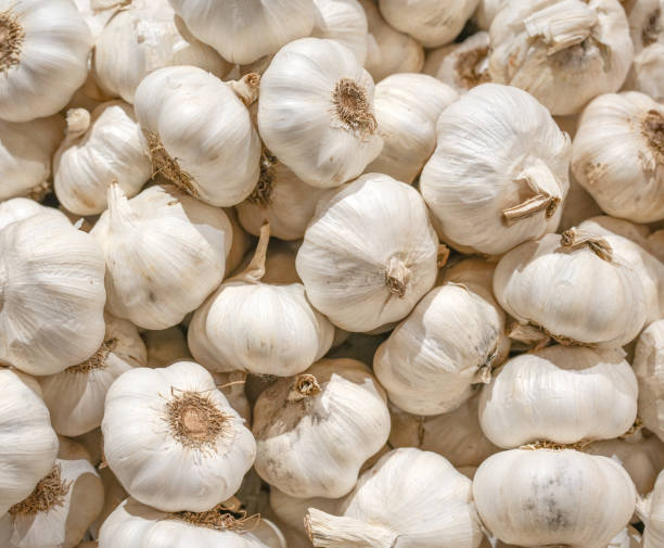 istock fresh garlic as food background 1971867552