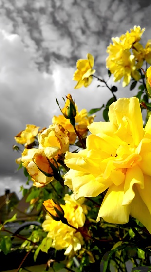 The photograph captures a cluster of vibrant yellow roses in full bloom, set against a dramatic sky filled with a tapestry of grey clouds. The roses are the epitome of natural beauty and delicate intricacy, with each petal unfurled to reveal shades of lemon and gold that seem to glow with an inner light. The dark green leaves provide a rich contrast to the bright flowers, and the scene is framed by the soft blur of a residential backdrop. The image is a study in contrasts: the warm, cheerful hues of the roses stand out against the cool, brooding tones of the overcast sky. It's a moment of nature's artistry, a serene yet dynamic tableau that evokes a sense of wonder and tranquility amidst the ever-changing canvas of the sky.лг
