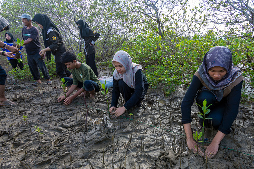 Aceh Besar - Indonesia. Jan 27, 2024

student activities carried out planting mangrove seedlings as an effort to conserve mangrove forests in Lamnga village, Baitussalam subdistrict, Aceh Besar.