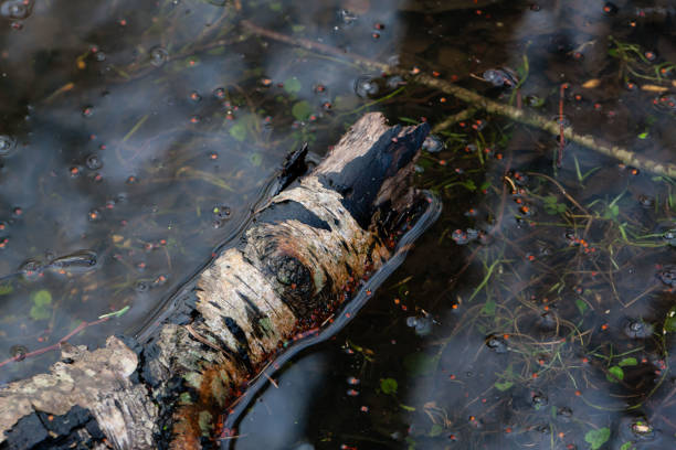 istock Beautiful beech tree log lying in a stream surrounded by red berries floating in the water 1971902111