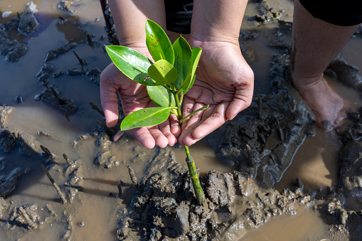 Aceh mangrove forest conservation efforts