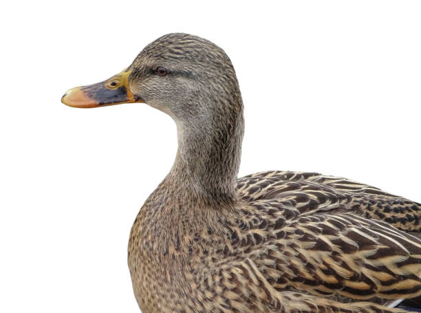 istock Female mallard duck isolated on white 1971928558