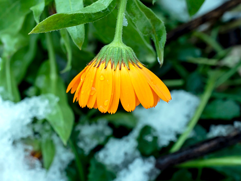 yellow calendula flowers covered with the first snow in the early morning