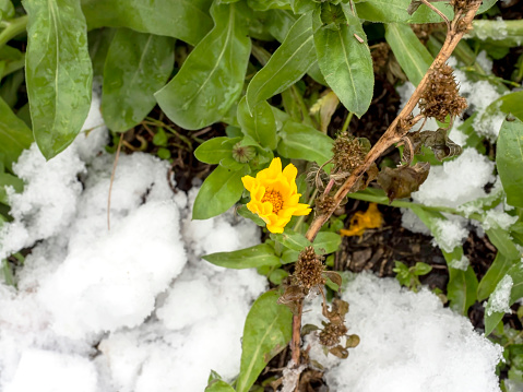 yellow calendula flowers covered with the first snow in the early morning