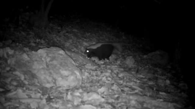 Skunk, trail cam footage, New Mexico