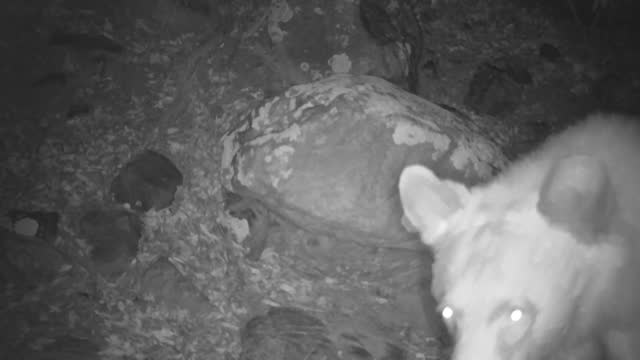 Large Black Bear, trail cam footage, Arizona