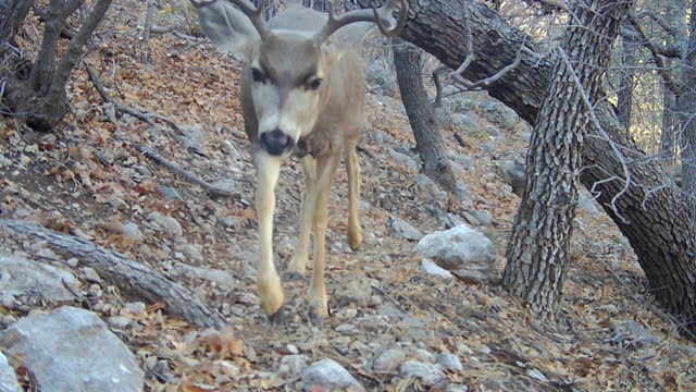 White-tailed deer buck, trail cam footage, New Mexico