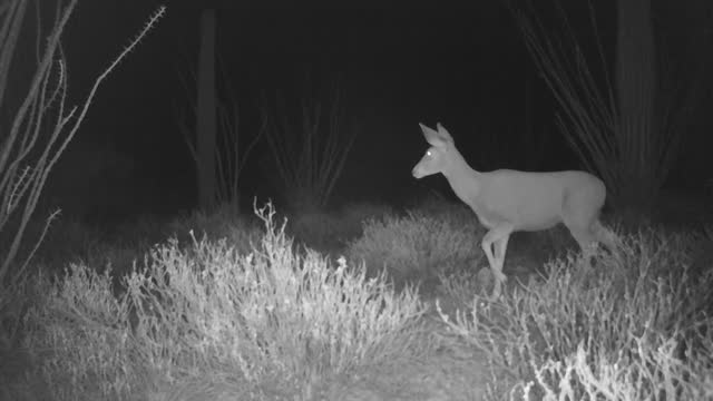 White-tailed deer buck, trail cam footage, Arizona