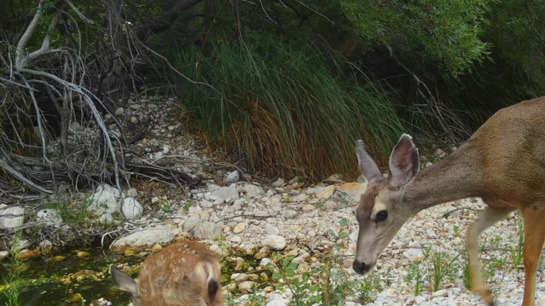 White-tailed deer buck, trail cam footage, New Mexico