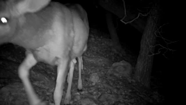 White-tailed deer buck, trail cam footage, New Mexico