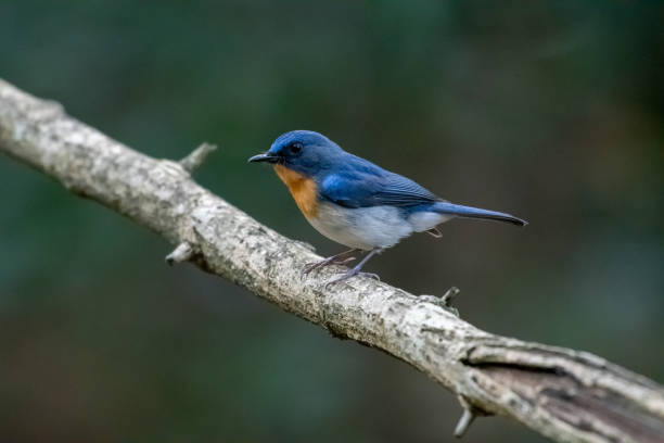 istock Indochinese Blue Flycatcher 1971946650