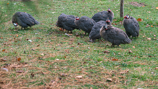 Flock of guinea fowl