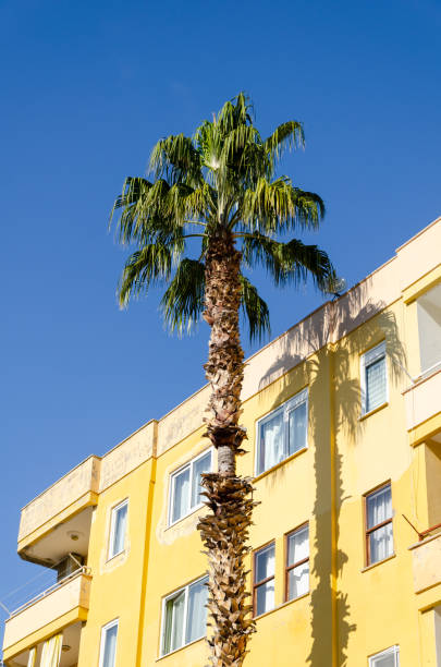 istock Palm Tree in Front of Yellow Building 1971962128