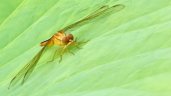 Yellow and brown dragonfly rests on a light green lotus leaf in the morning. Auspicious animals for luck, wealth, happiness.