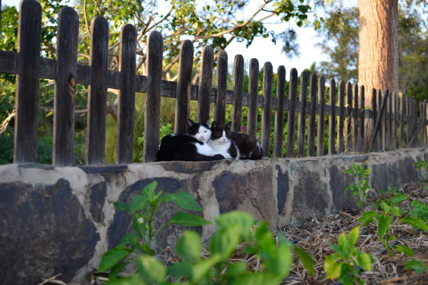 Two angry cats on a fence.