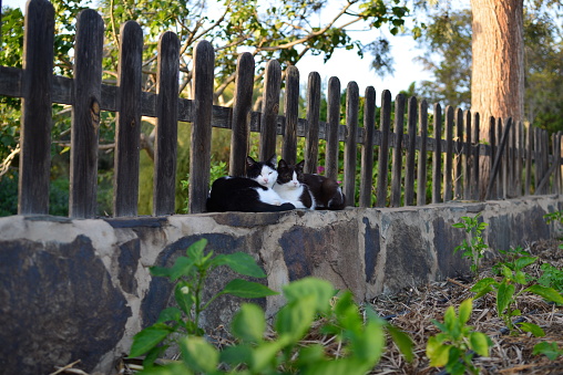 Free-living cats rest on a wall of the park