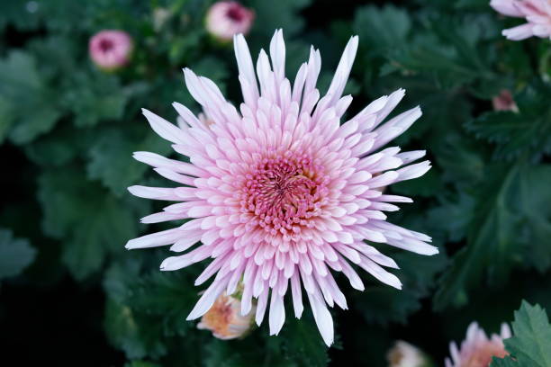 einzelne rosa chrysanthemenblume nahaufnahme - chrysanthemum macro close up single object stock-fotos und bilder