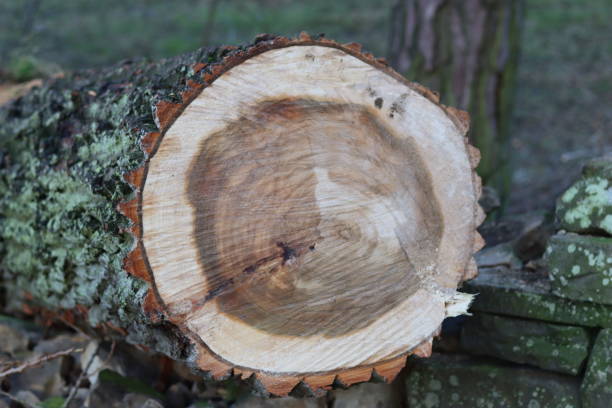 istock View through a cross section of felled oak tree 1972029222