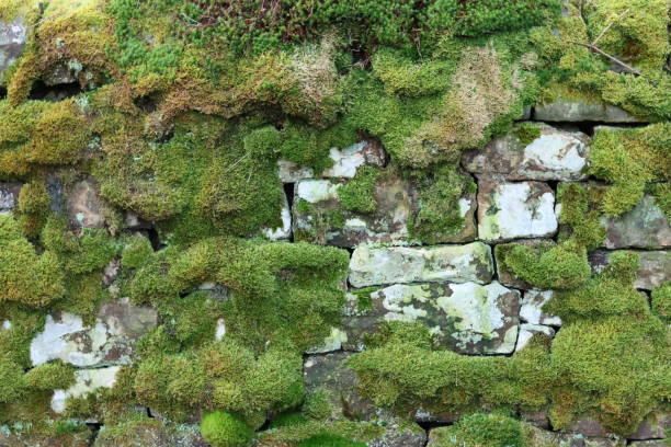 istock Old dry stone wall covered in thick green moss 1972029680