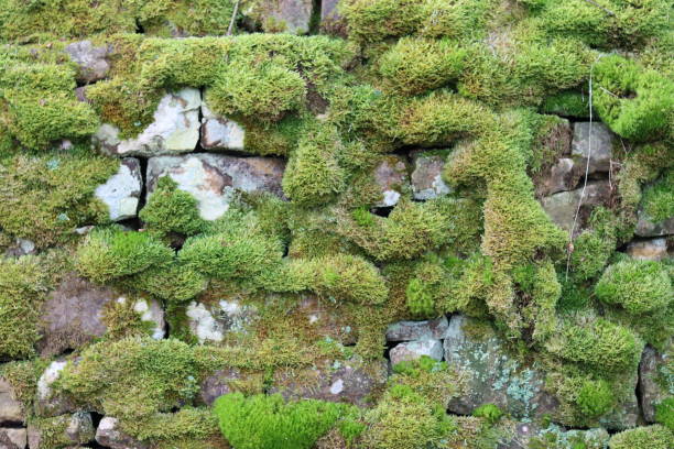 istock Old dry stone wall covered in thick green moss 1972029783