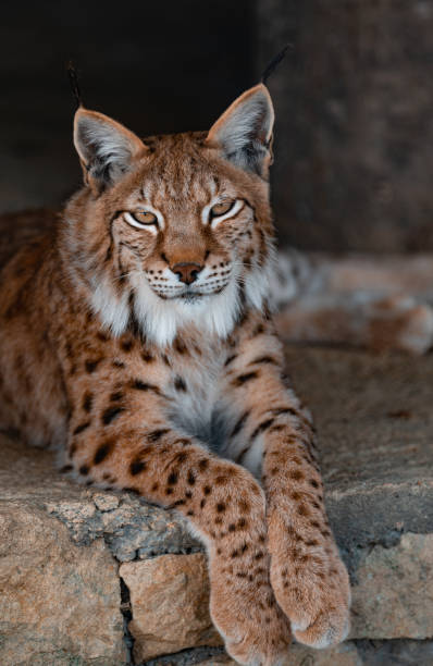 istock Bobcat resting on rocks in the shade. 1972029828