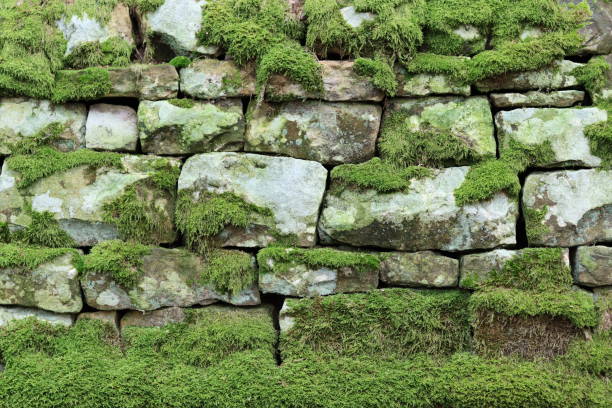 istock Old dry stone wall covered in thick green moss 1972029864