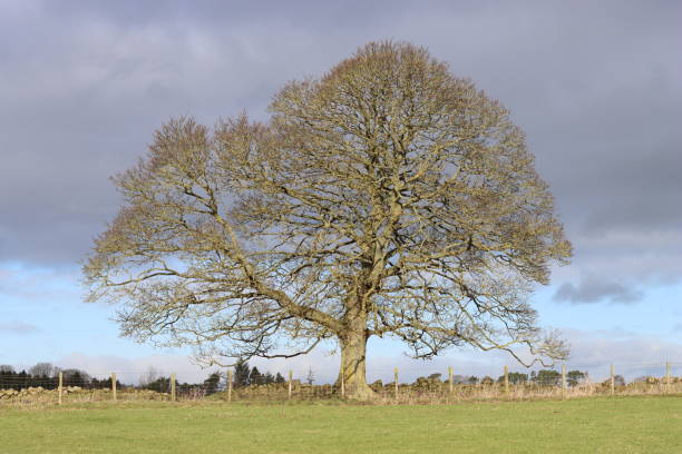 quercia secolare solitaria in un campo rurale sotto il sole invernale - oak tree treelined tree single object foto e immagini stock