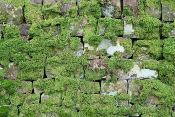 Old dry stone wall covered in thick green moss