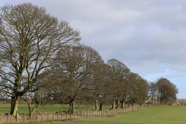 istock Ancient trees lining a field in winter sunshine 1972034769