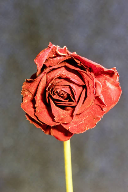 Close-up of an old dried red rose