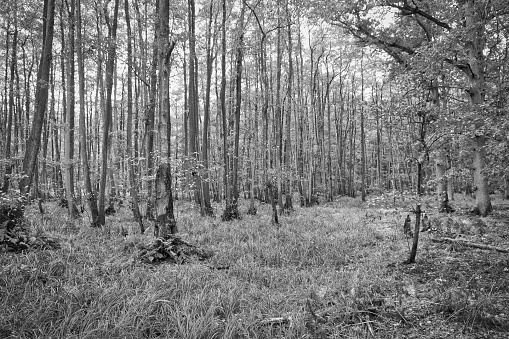 View into a deciduous forest with grass-covered forest floor in black and white. Photograph from a nature park on the Darss. Landscape photograph