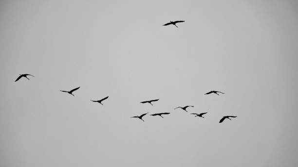 Free picture: Flock of birds flying in the distance in the sky