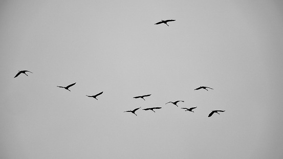 Crane group in the sky in V formation. Migratory birds on their return journey. Animal photo from nature