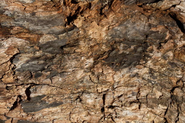 istock Old cracked brown weathered tree bark, wallpaper, Germany 1972051617