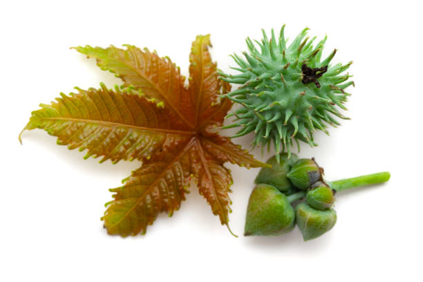 Free picture: Leaf of the castor herb (Ricinus communis)