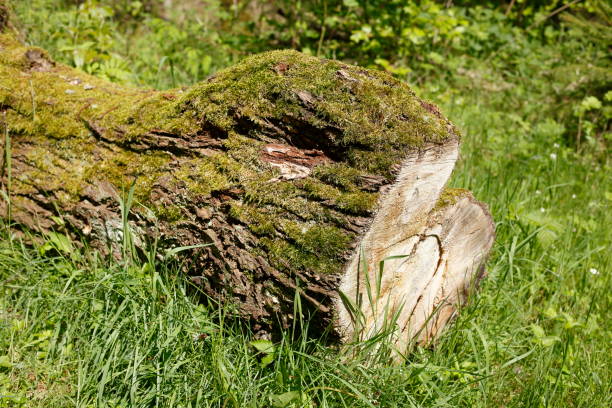 istock Sawed-off tree trunk lying on a meadow in the forest, Germany 1972053203