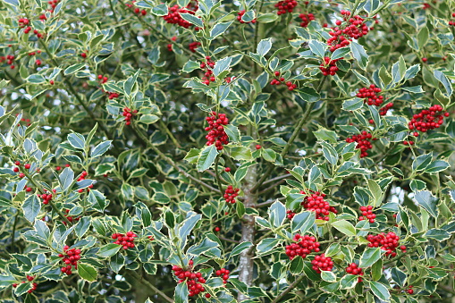 Variegated holly tree covered in bright red berries in winter