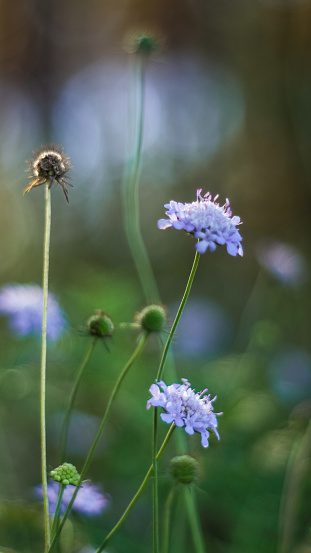 Macro de pétales de fleurs sauvages mauves, dans la forêt des Landes de Gascogne