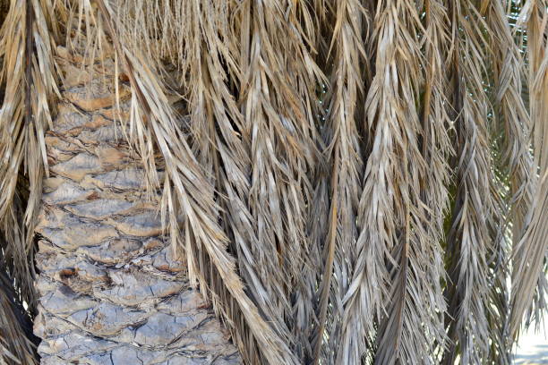 Hairy palm trunk. Details of a palm tree trunk. Close up