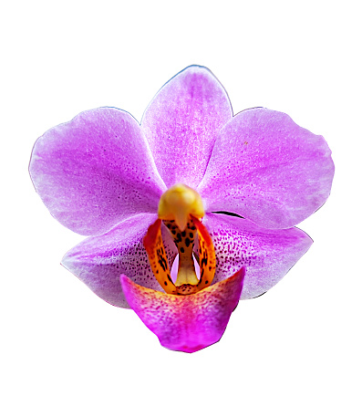 Beautiful flower Phalaenopsis orchid plant, Phalaenopsis Pulcherrima
(Doritis).
