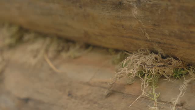 4k Close up of moss between timber on log house, ecological way of building