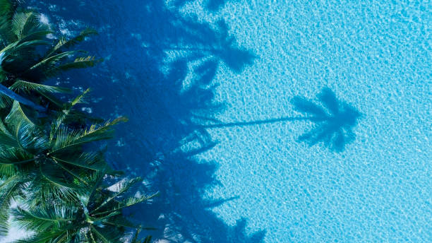istock Summer palm tree  and Tropical beach with  Aqua waves and coconut palm shadow on blue background. 1972082887