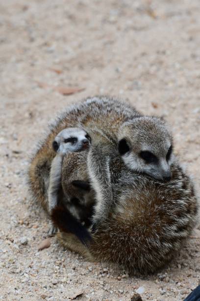 istock Meerkat family 1972094095